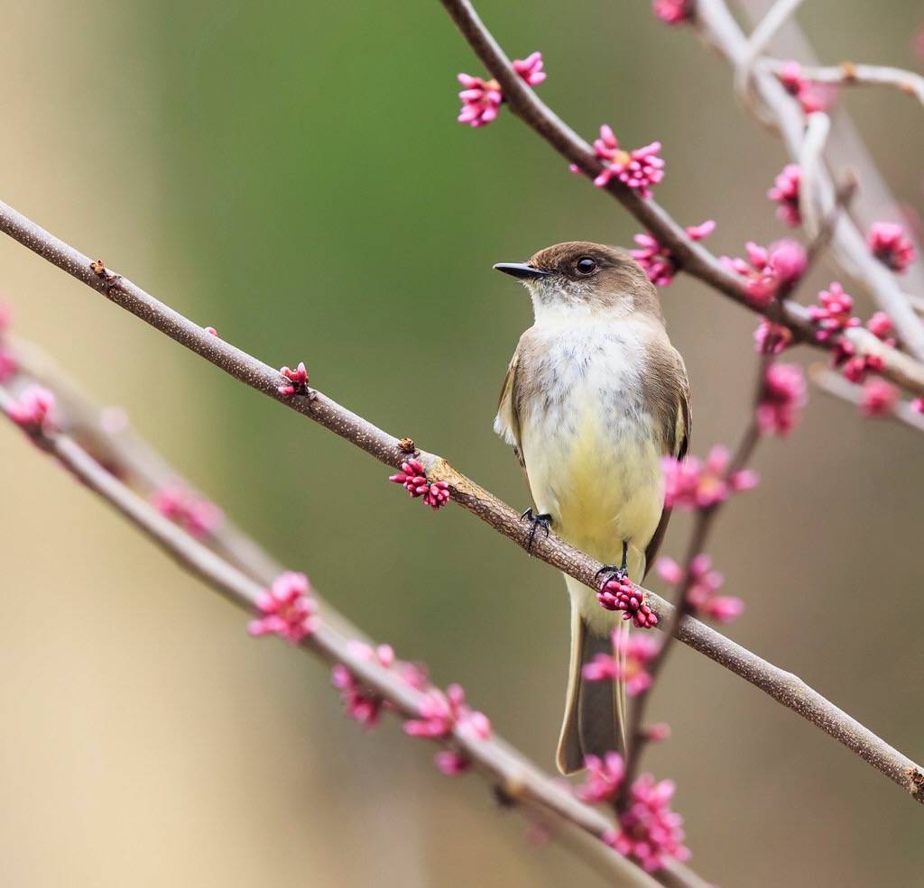 Eastern Phoebe by N. Lewis, ShenandoahNPS is marked with Public Domain Mark 1.0.